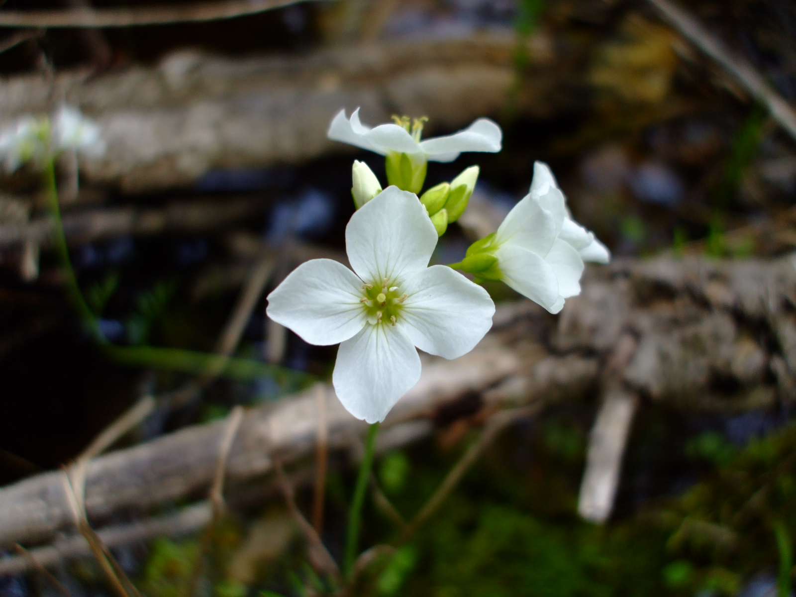 Cardamine pratensis